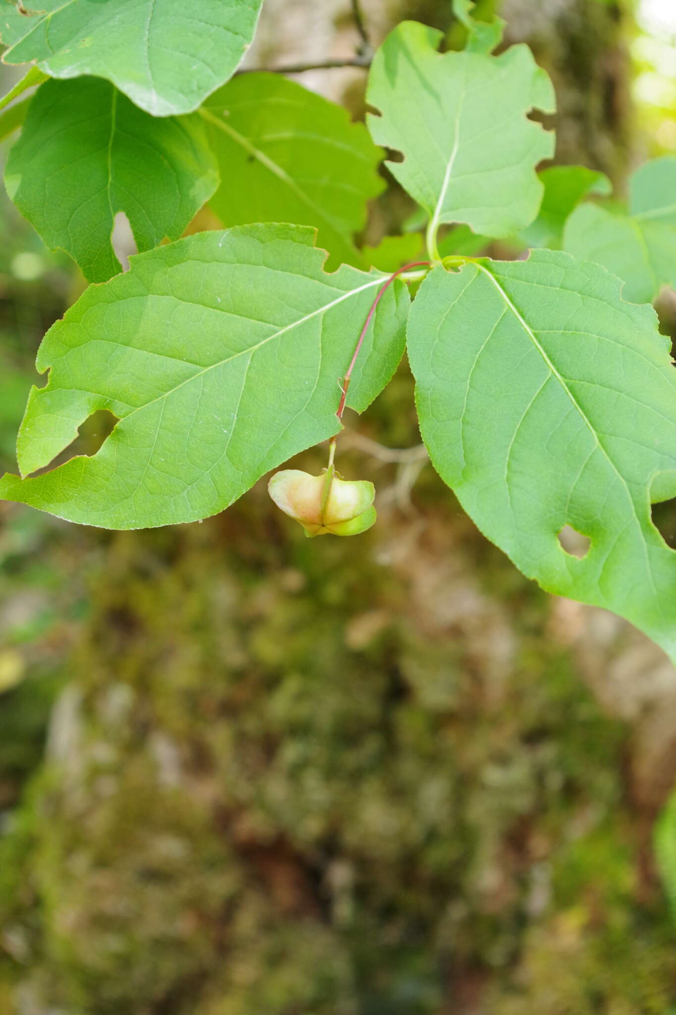 Imagem de Euonymus latifolius (L.) Mill.