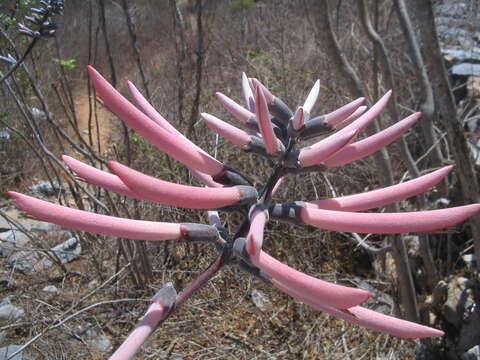 Image of Erythrina lanata Rose