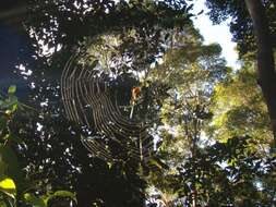 Image of Gasteracantha quadrispinosa O. Pickard-Cambridge 1879