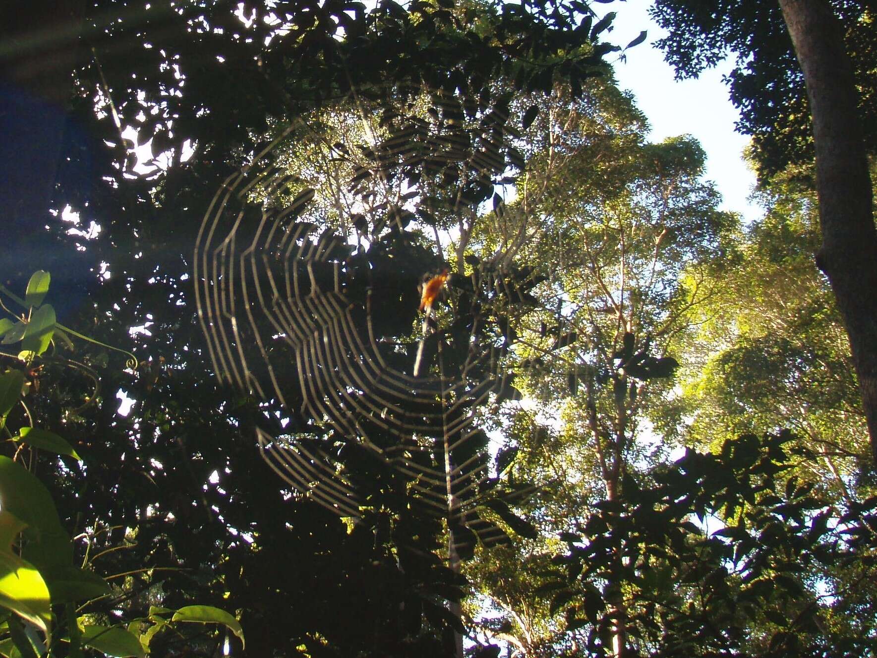 Image of Gasteracantha quadrispinosa O. Pickard-Cambridge 1879