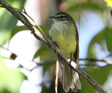 Image of Jamaican Elaenia