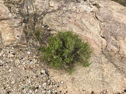 Imagem de Ericameria laricifolia (A. Gray) Shinners