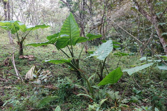 Image of tall elephant's ear