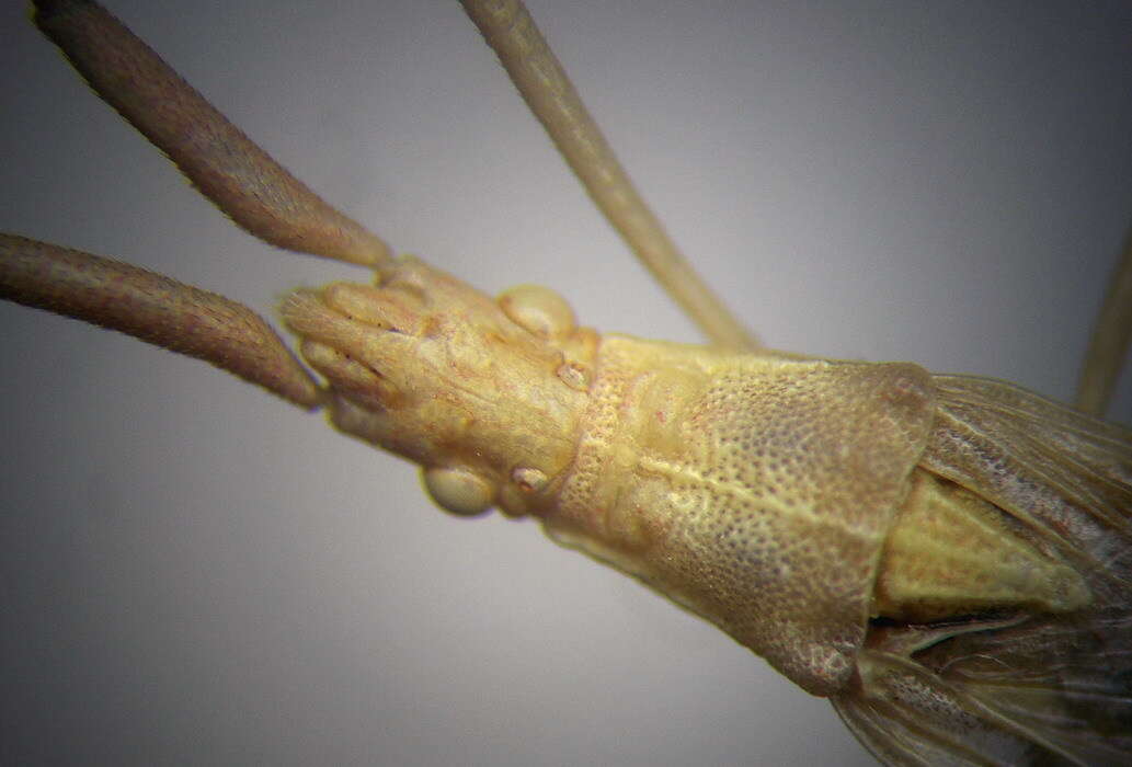 Image of Chorosoma gracile Josifov 1968