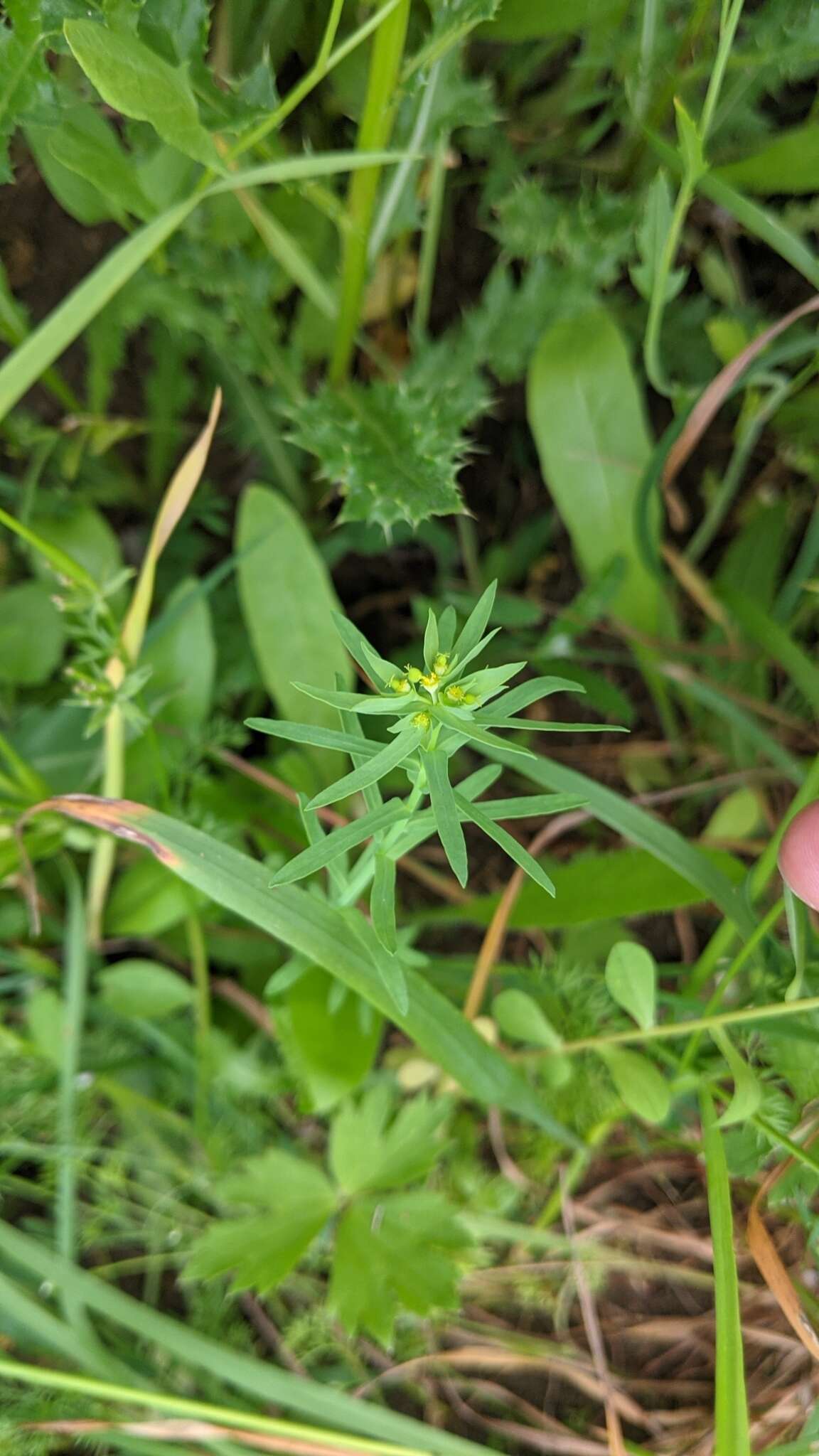 Слика од Euphorbia exigua L.