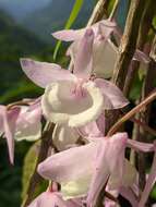 Image of Hooded orchid