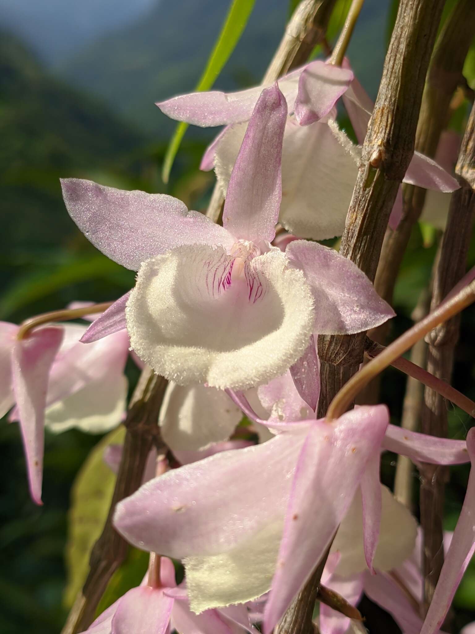 Image of Hooded orchid