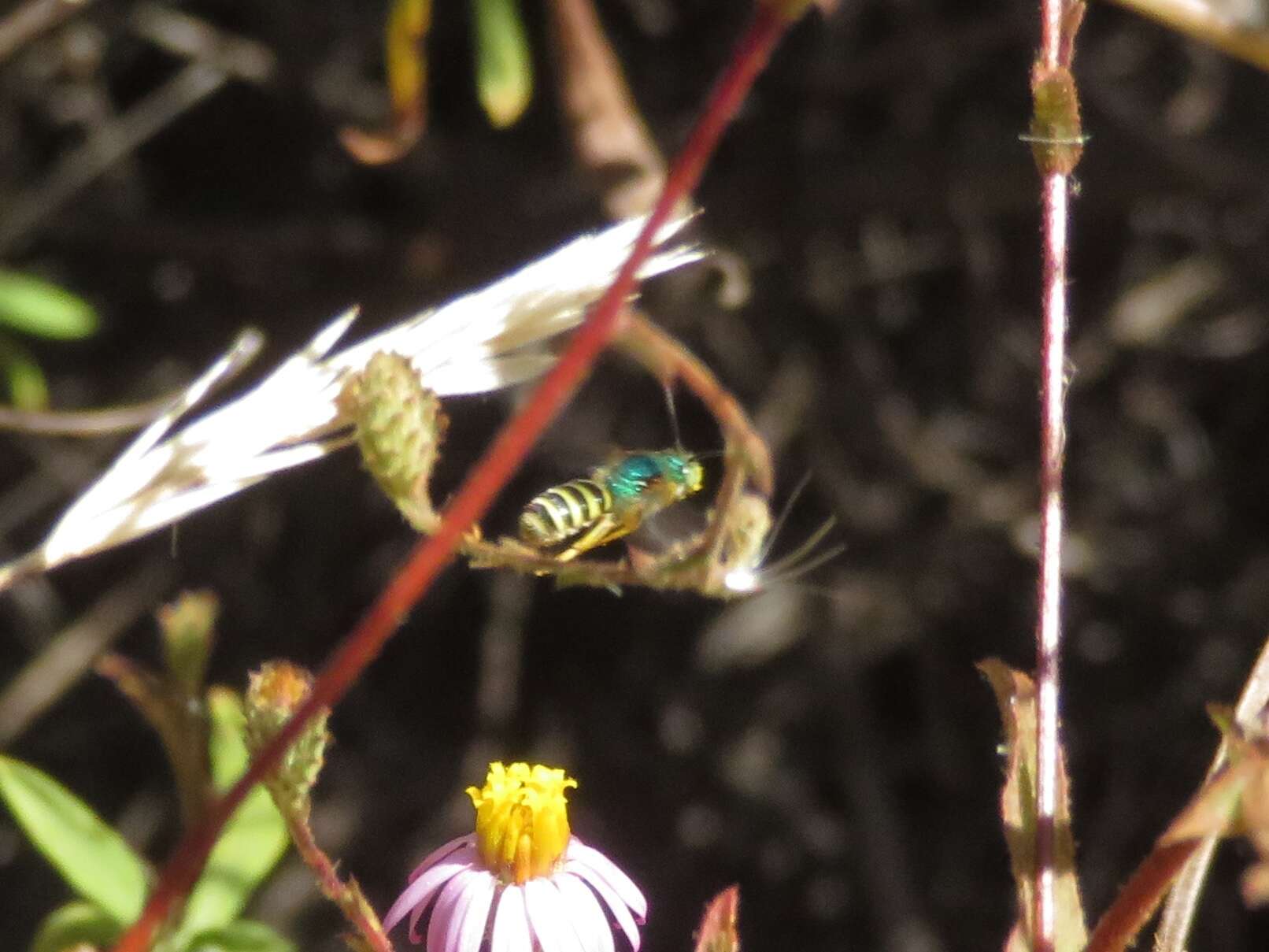 Agapostemon texanus Cresson 1872的圖片