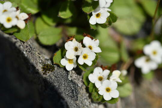 Imagem de Myosotis lyallii subsp. elderi (L. B. Moore) Meudt & Prebble