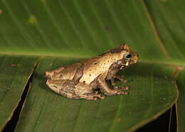 Image of Dendropsophus parviceps (Boulenger 1882)