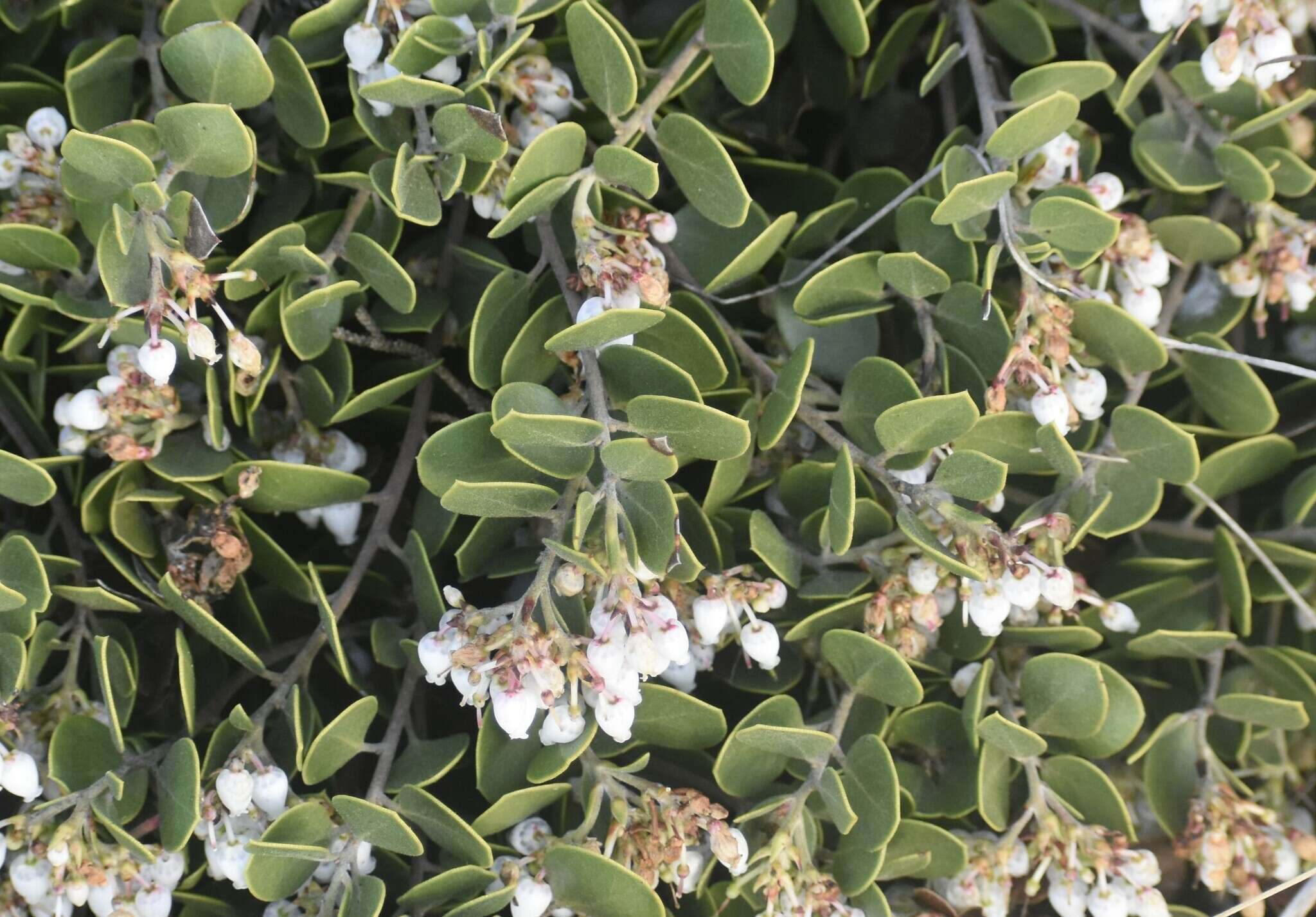 Слика од <i>Arctostaphylos montana</i> subsp. <i>ravenii</i>