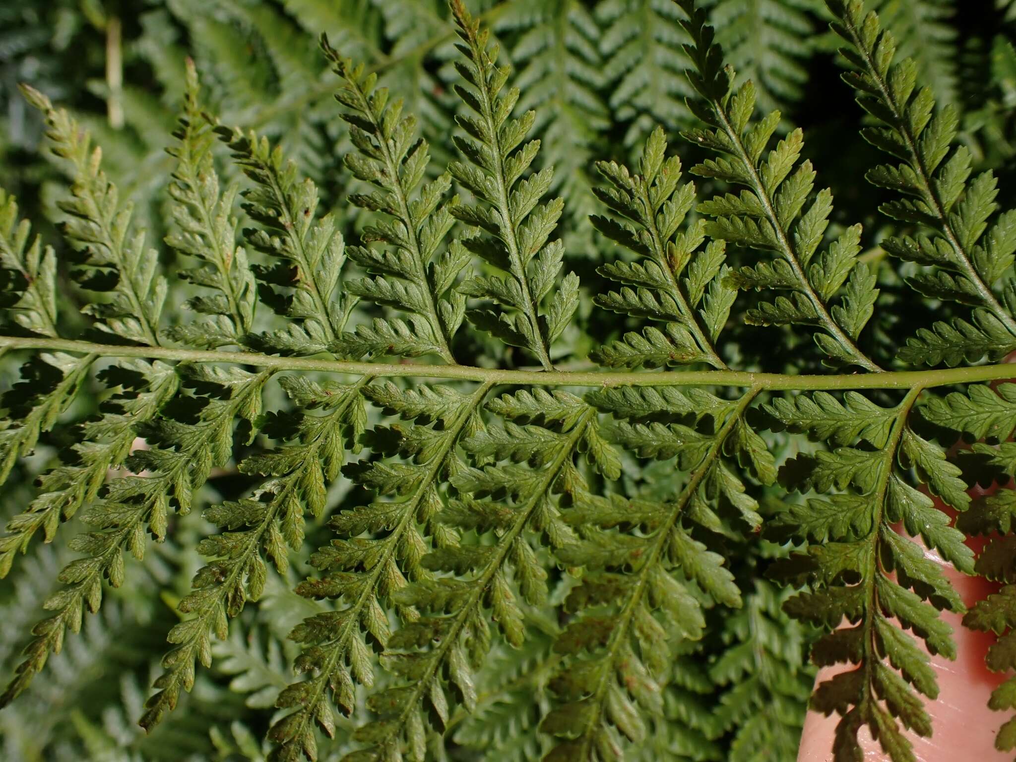 Image of Common Ground Fern