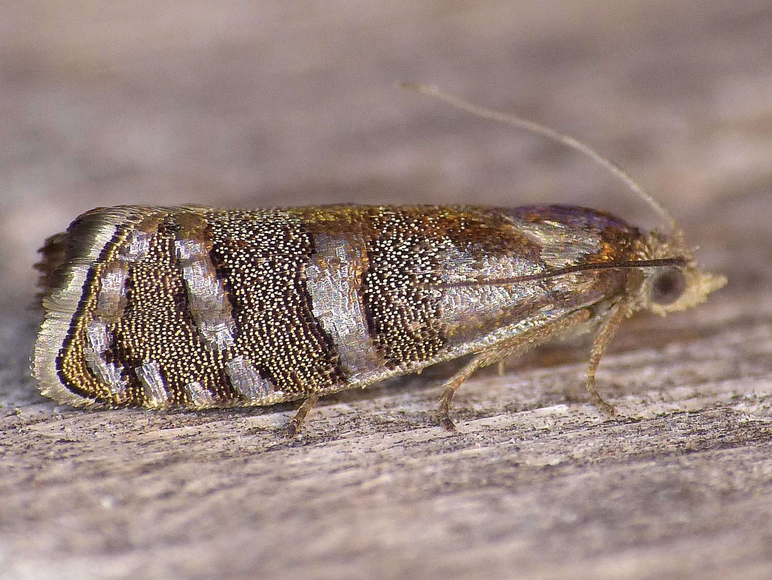 Image of Eastern Pine Seedworm Moth