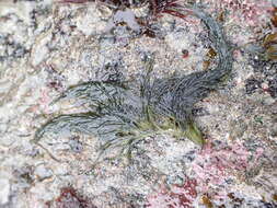Image of Bryopsis corticulans