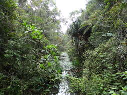 Image of Pandanus pulcher Martelli