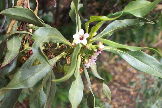 Myoporum sandwicense (A. DC.) Gray resmi