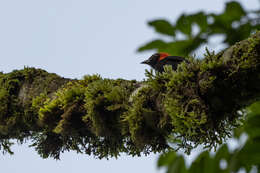 Image of Red-headed Malimbe