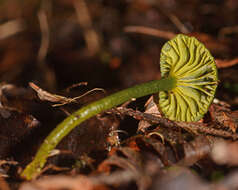 Image of Gliophorus pseudograminicolor (A. M. Young) P. M. Kirk 2013