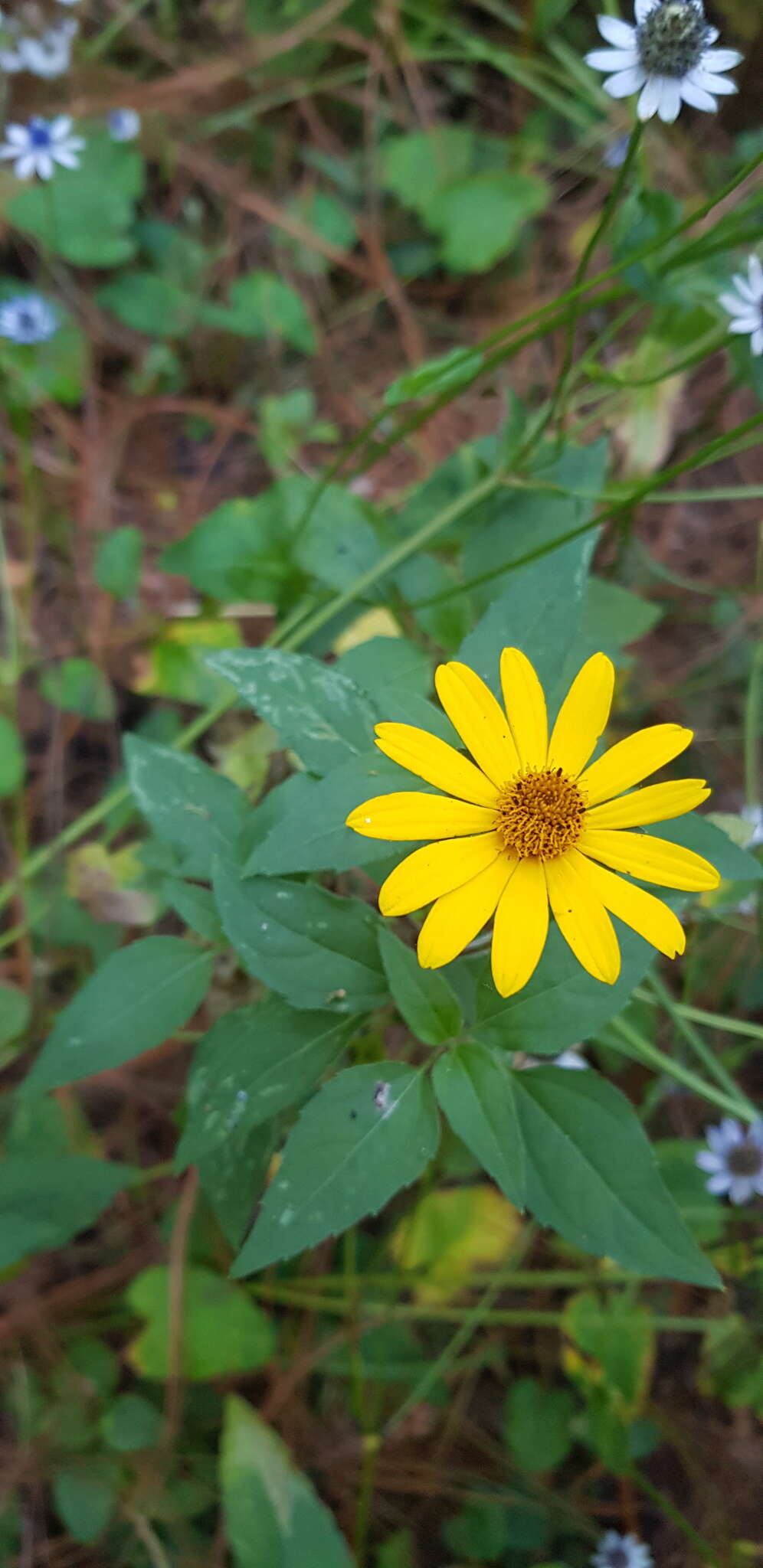 Sivun Acmella oppositifolia (Lam.) R. K. Jansen kuva