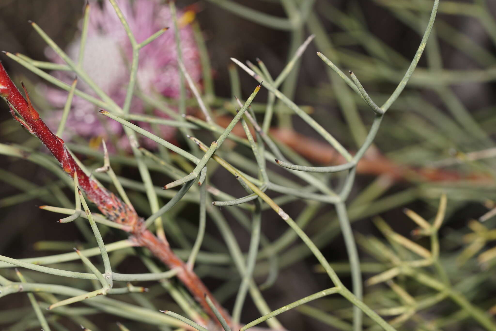 Image of Isopogon divergens R. Br.