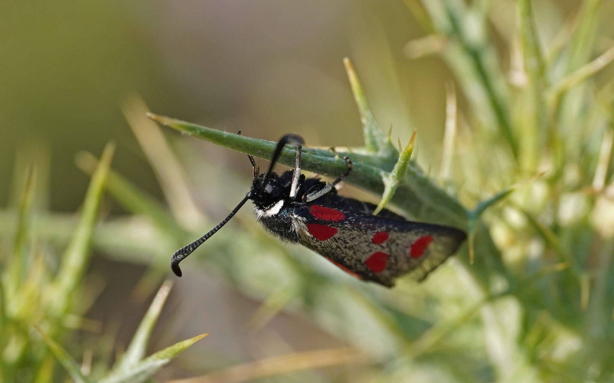 Image de Zygaena corsica Boisduval 1828