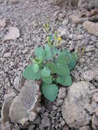 Image of Senecio flavus (Decne) Sch. Bip.