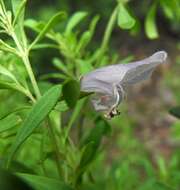 Image of Gaping Mint-bush