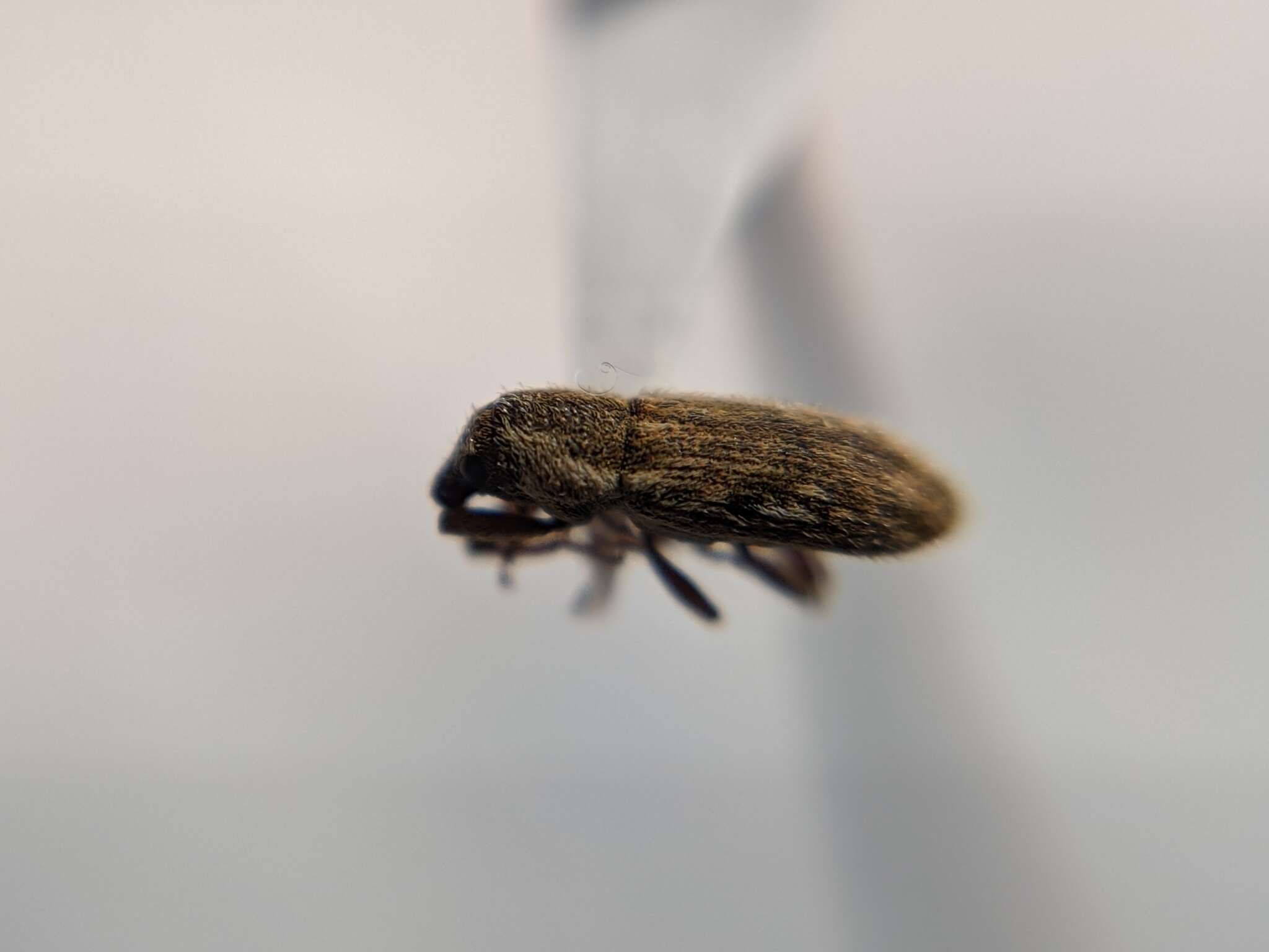 Image of Weevil