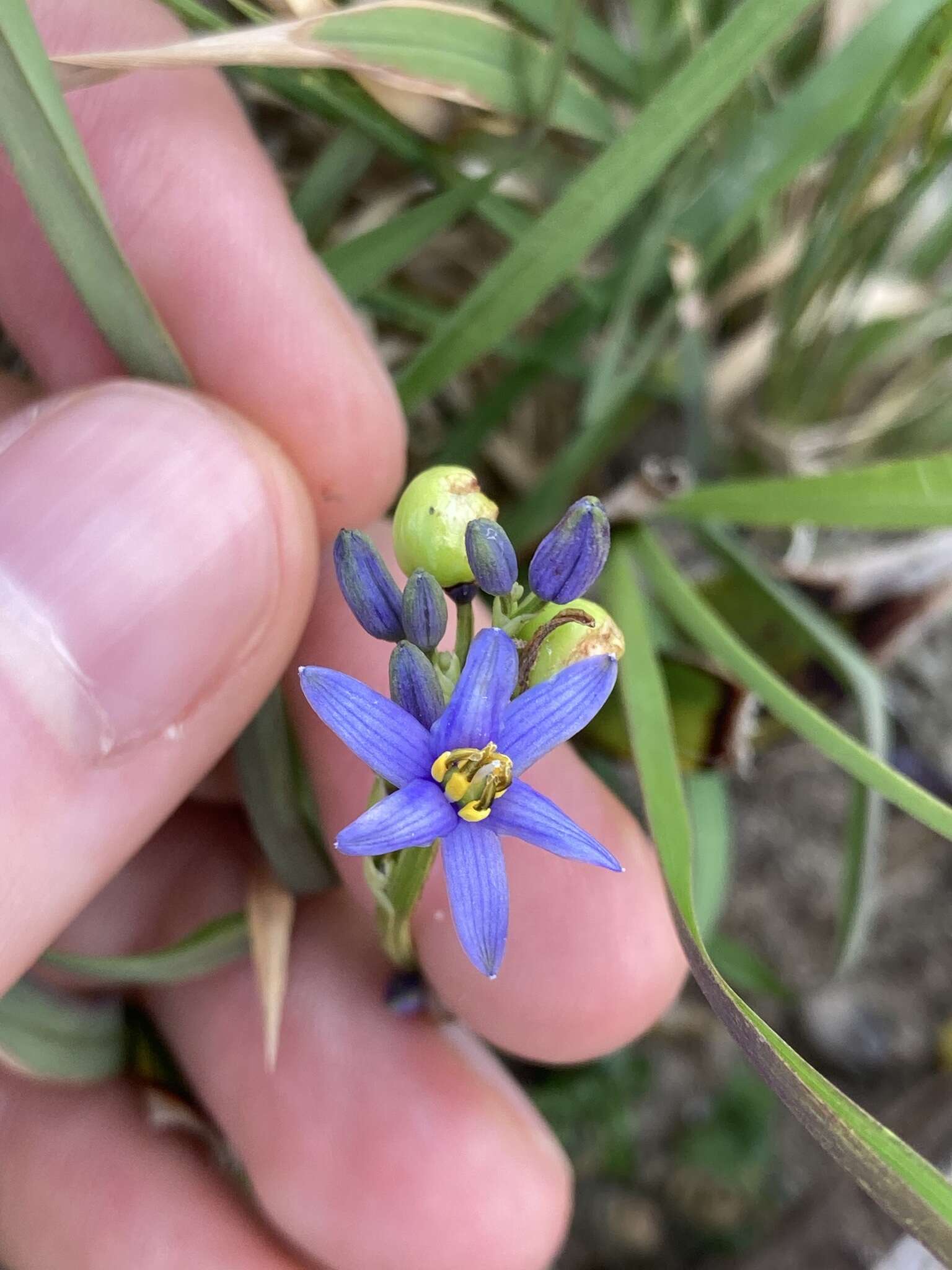 Image of Dianella congesta R. Br.