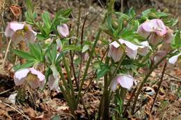 Image of lenten-rose