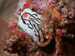 Image de Hypselodoris maritima (Baba 1949)