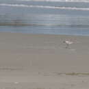 Image of White-faced Plover