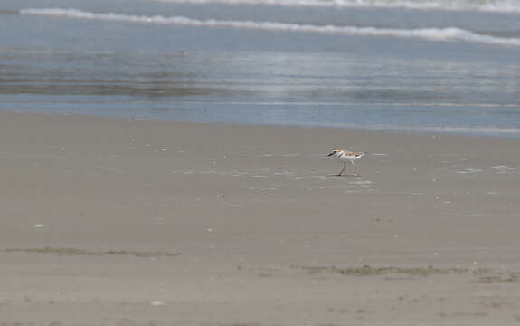 Charadrius dealbatus (Swinhoe 1870) resmi