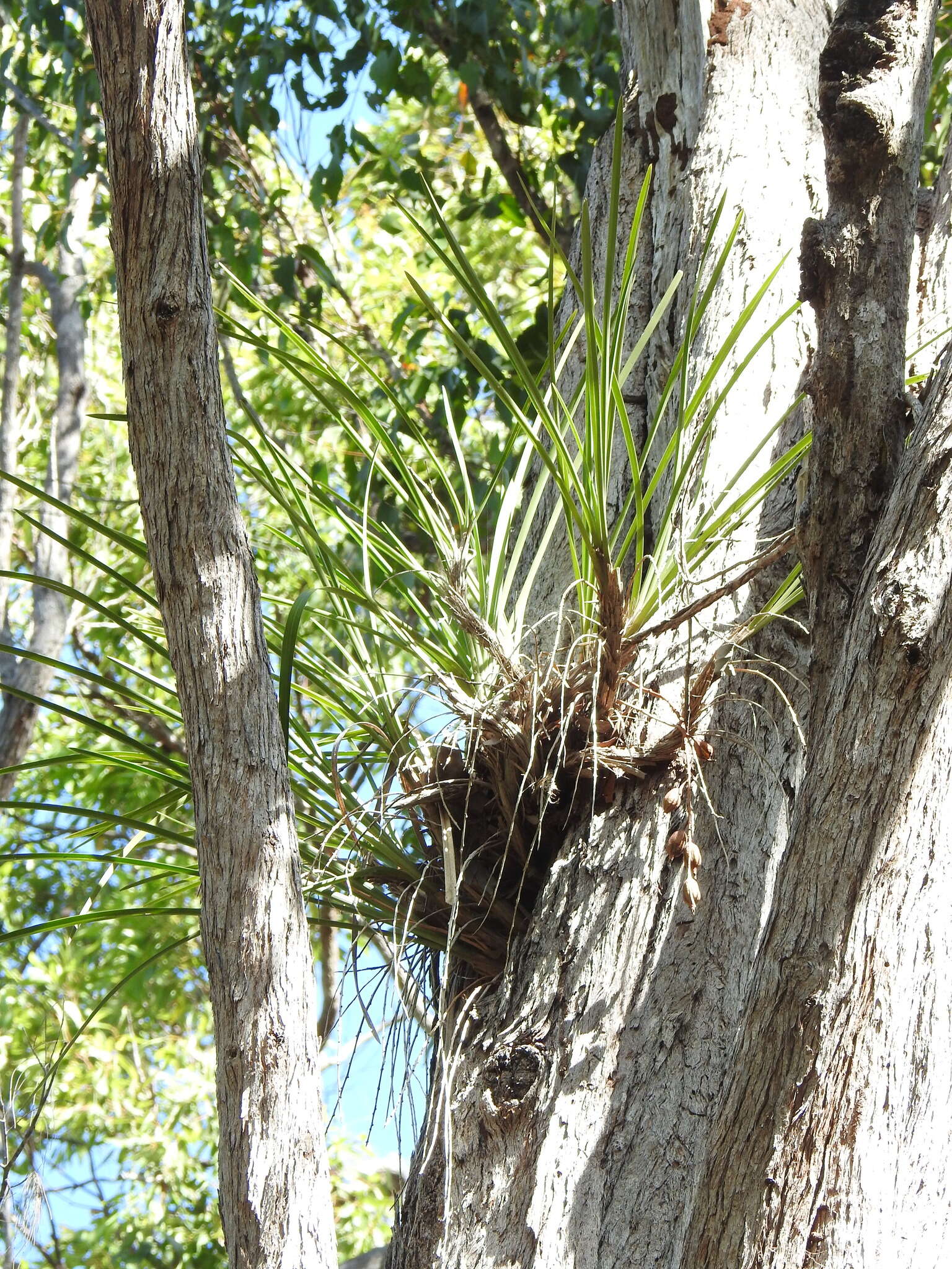 Image of Snake orchid