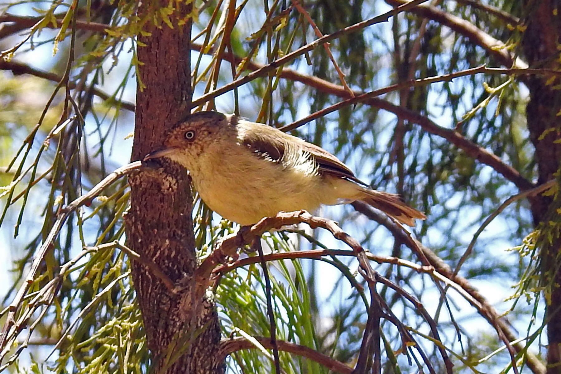 Image de Acanthize à croupion beige