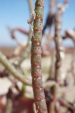 Image of Salicornia borysthenica N. N. Tzvelev