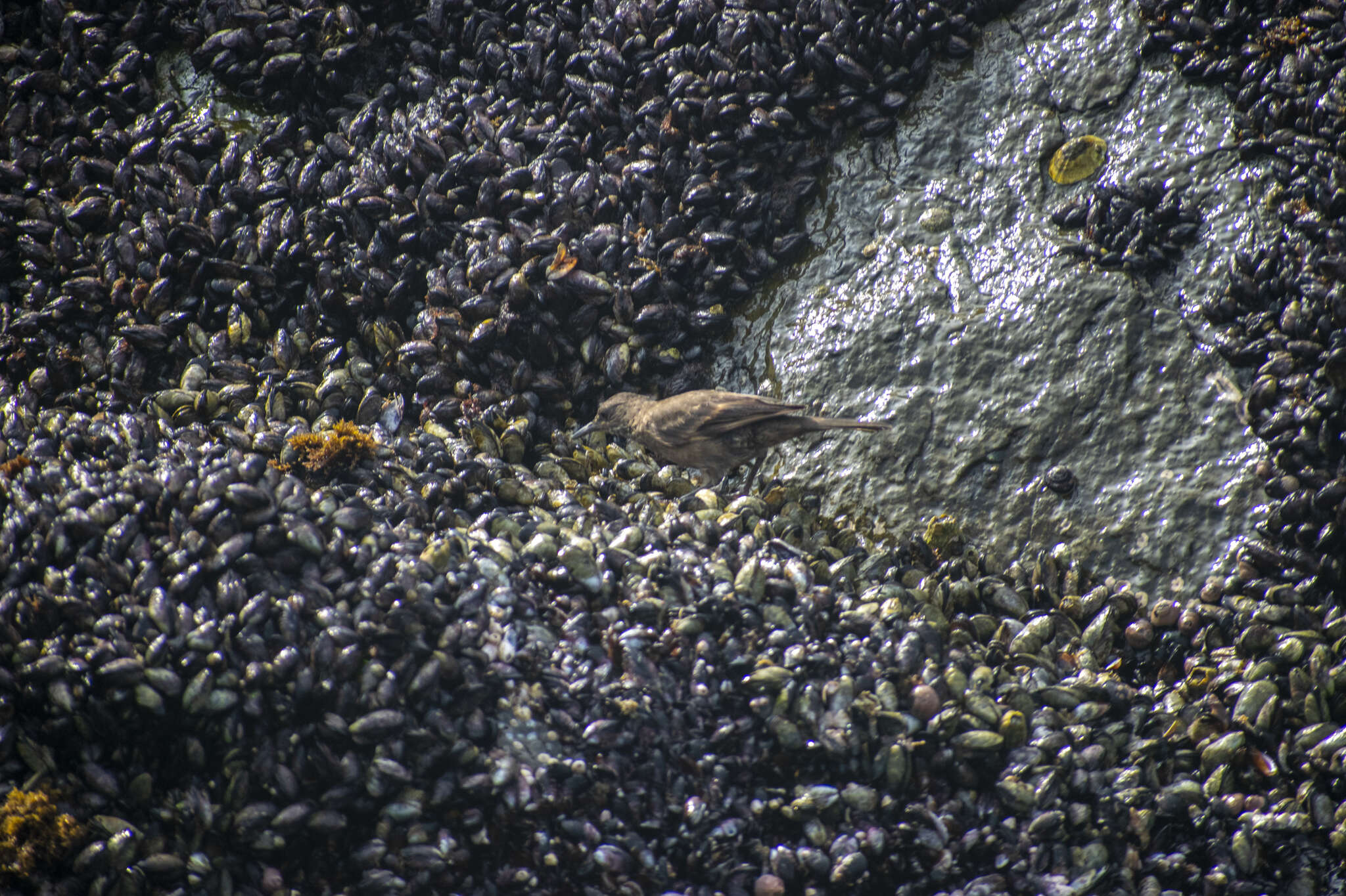 Image of Peruvian Seaside Cinclodes