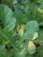 Image of Squash Lady Beetle