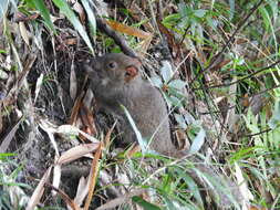 Image of Perny's Long-nosed Squirrel