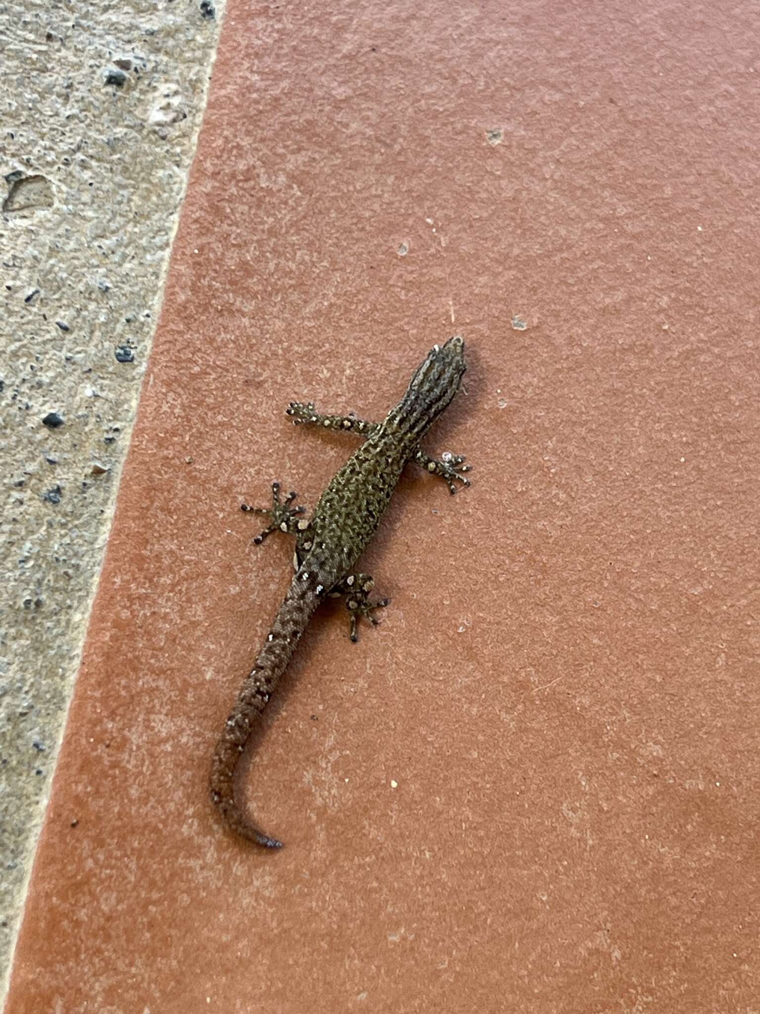 Image of Costa Rica Least GeckO