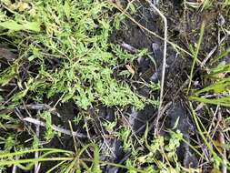 Image of terrestrial water-starwort