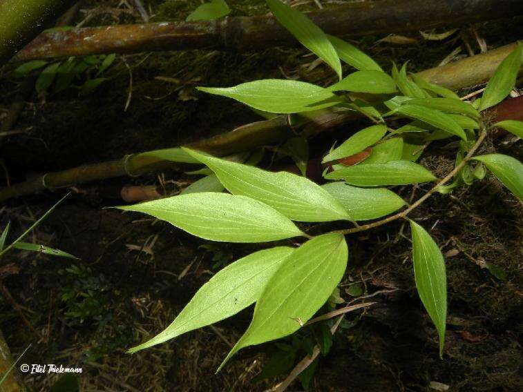 Image of Griselinia ruscifolia (Clos) Ball