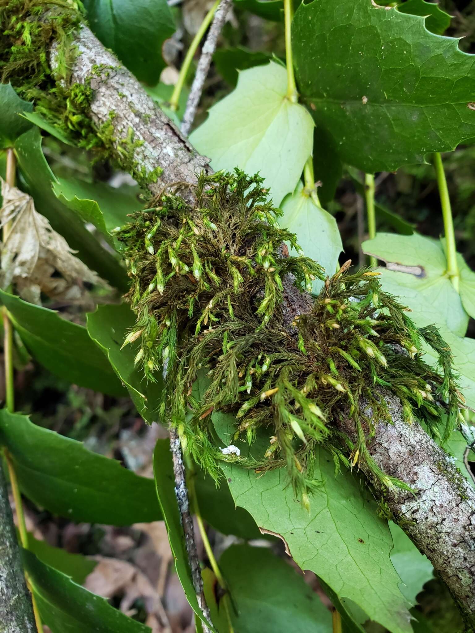 Image of <i>Pulvigera lyellii</i>