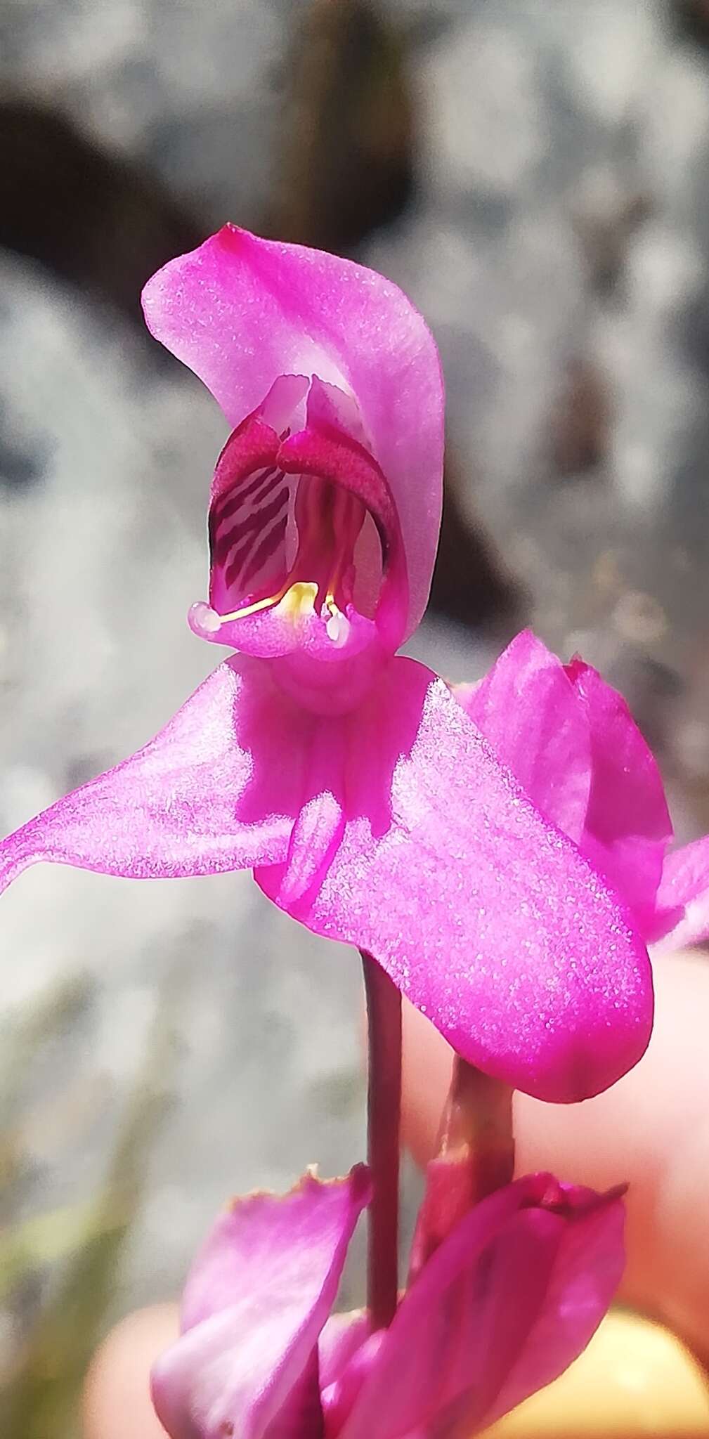 Image of Disa venosa Sw.