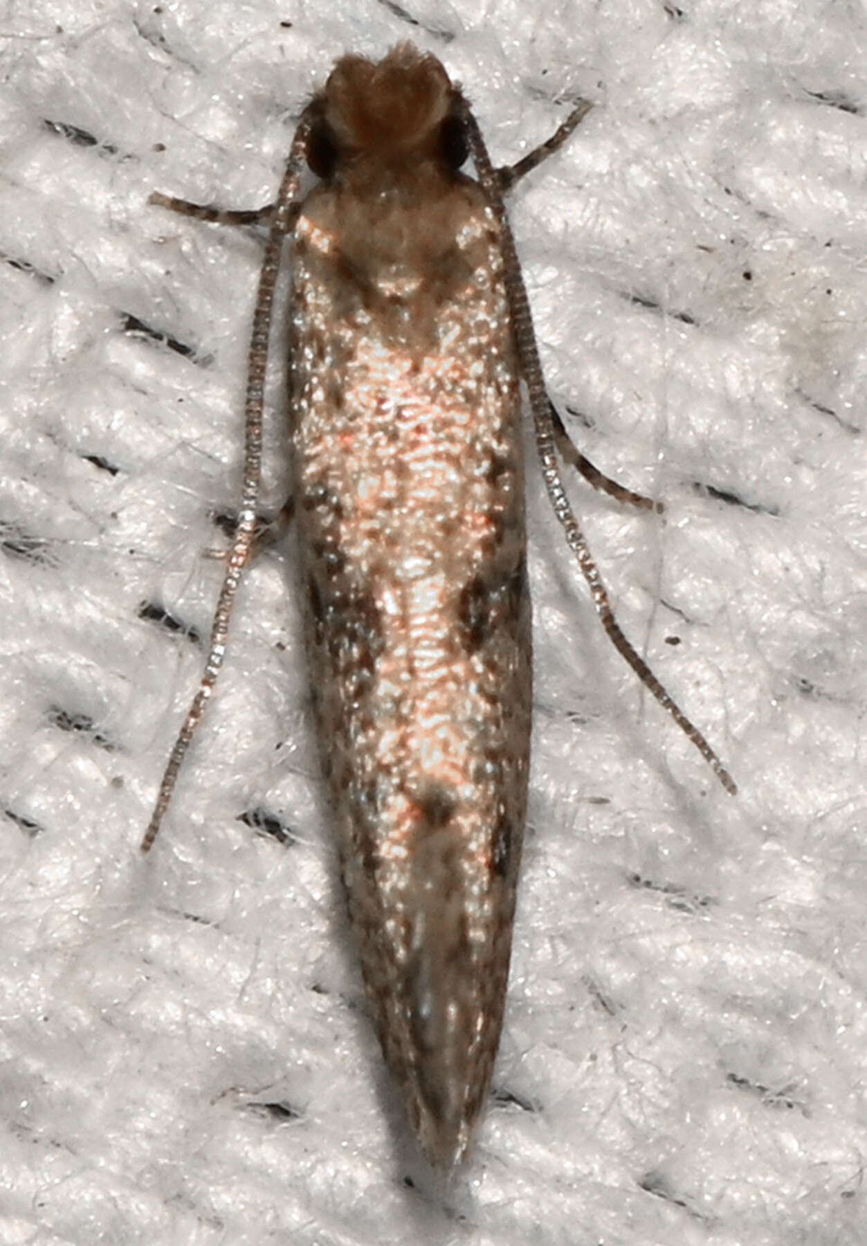 Image of Niditinea orleansella (Chambers 1873)