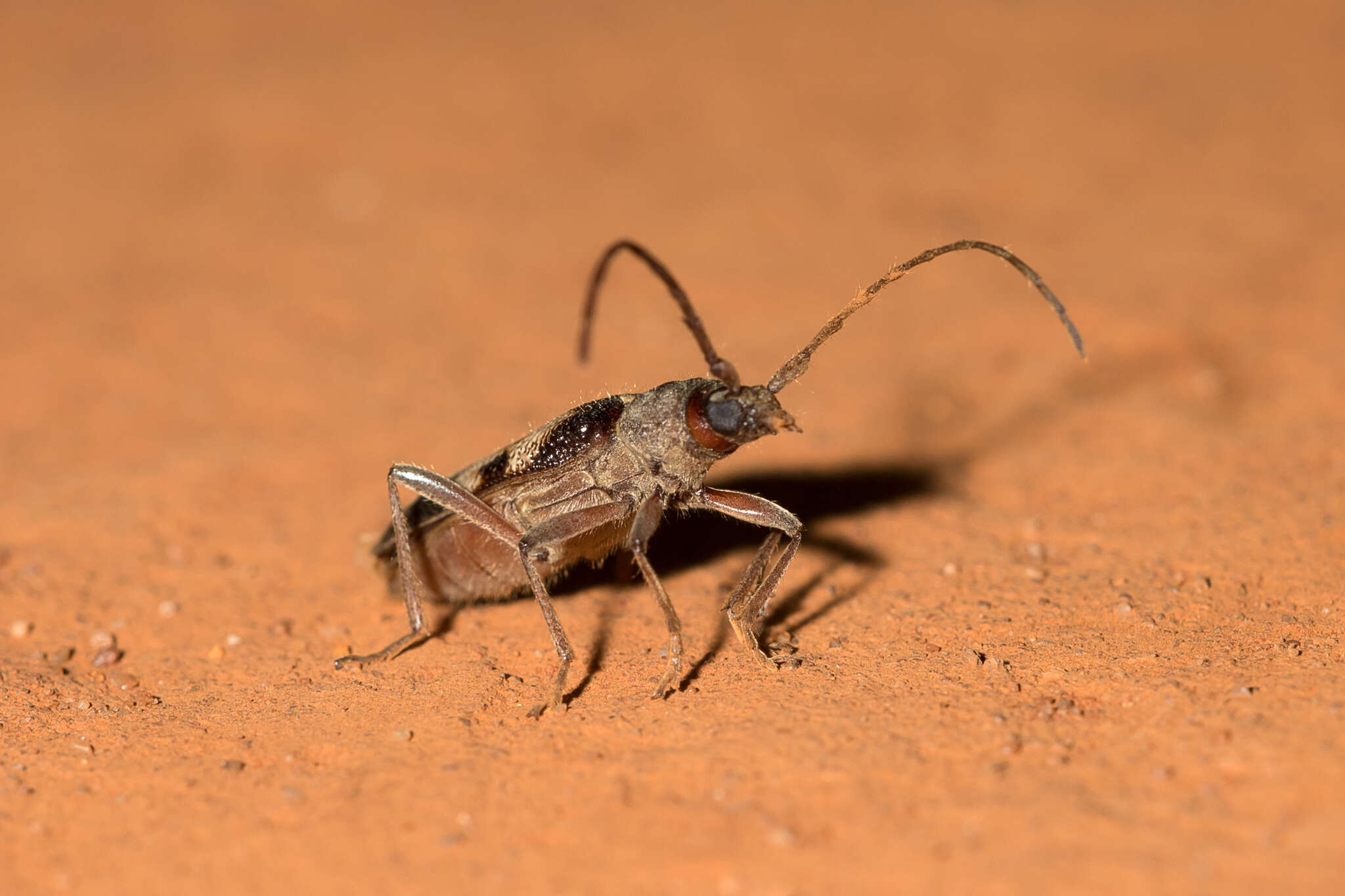 Image of Phoracantha flavopicta Pascoe 1865