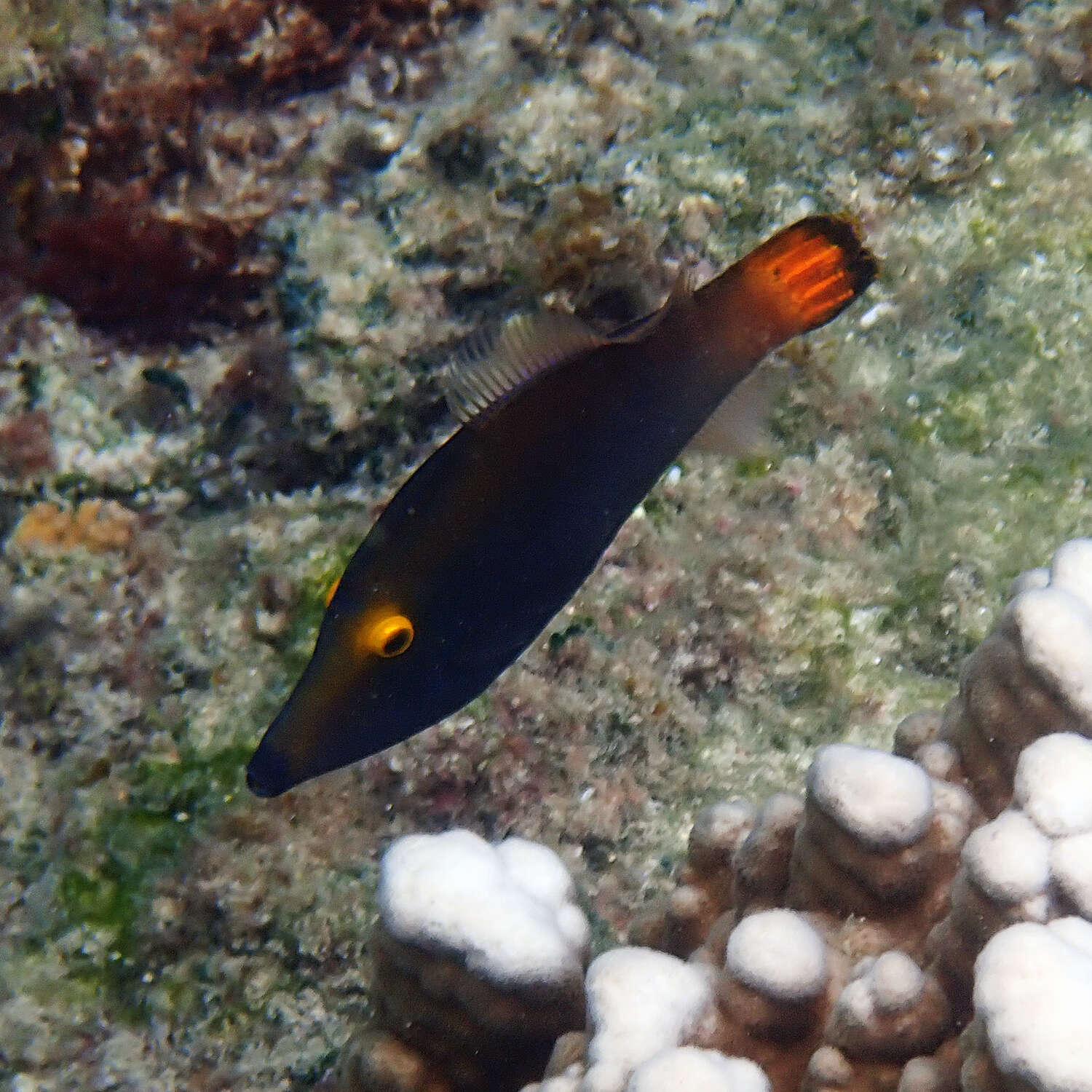 Image of Yellow-eyed leatherjacket