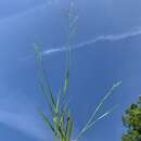 Image of starved panicgrass