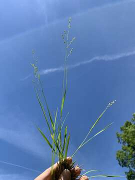 Image de Panicum depauperatum Muhl.