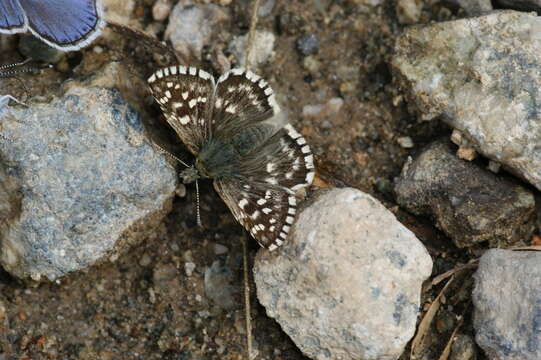 Image of Pyrgus melotis Duponchel 1832